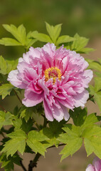 Lush Pink Peony