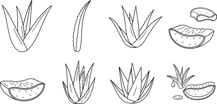 Hand drawn aloe vera plant and sliced leaf line art vector set with botanical sketch style isolated on white background for herbal skincare designs