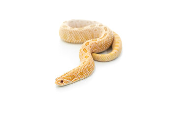 Arctic Albino Anaconda Hognose Snake Isolated on White Background