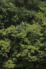 Fototapeta premium acorn tree
