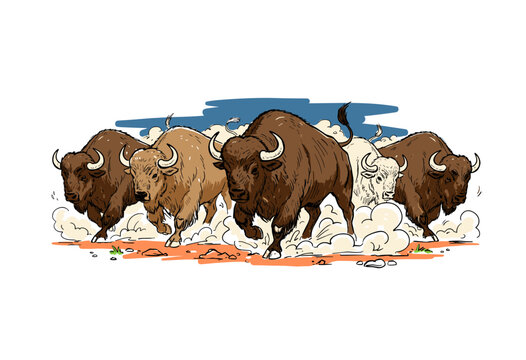 Bison herd running artwork for t-shirt design. American Buffalo stampede vintage illustration. Wild west outdoor adventure print design. Keep wildlife