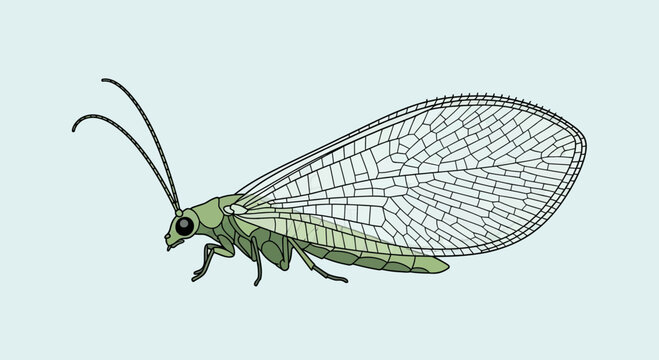 Green Lacewing Insect Illustration, Delicate Wings, Antennae, Side View