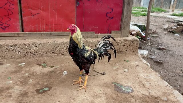 Fighting rooster chained in the asian homes yard ready for the fight, traditional asian cultural roosted competition
