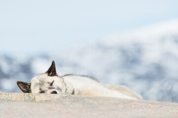 Husky rests peacefully on rock under clear sky near Ilulissat in Greenland during the daytime