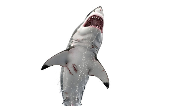 Great white shark breaching water surface with open jaws displaying sharp teeth in a powerful and intimidating display of aquatic predation and hunting behavior.