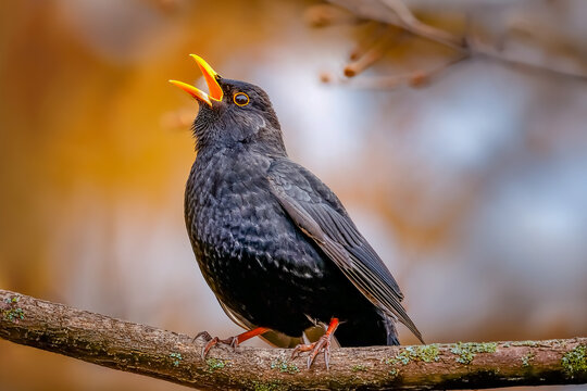 Eine Amsel steht auf einem Zweig und singt wundersch&ouml;n