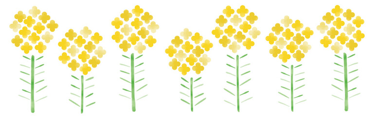 春告げ_菜の花,菜花,浅黄色｜rapeseed flower