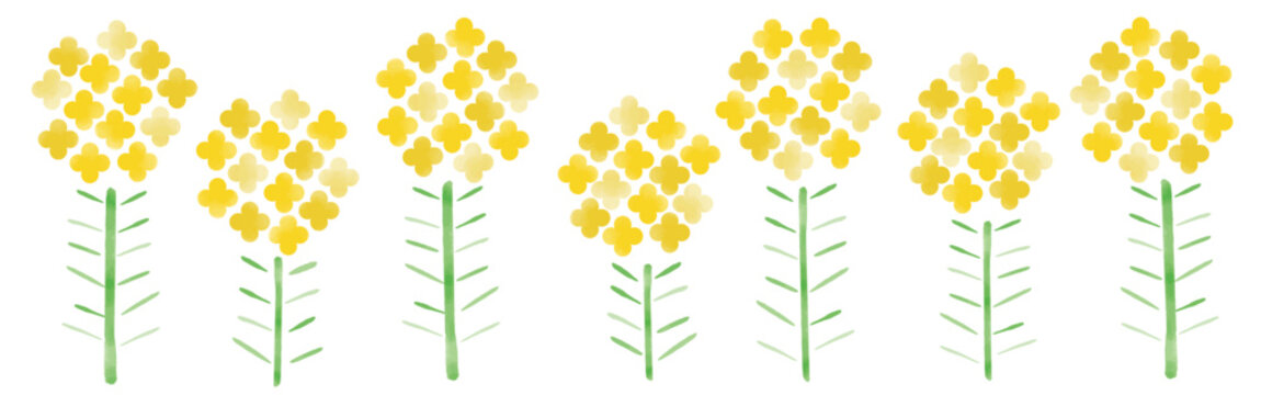 春告げ_菜の花,菜花,浅黄色｜rapeseed flower