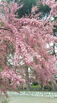Wind moving through pink tamarix branches against muted urban street backdrop. Represents green infrastructure integration, city nature balance, urban greening strategy, and environmental buffering.