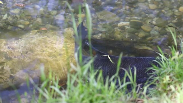 Mating season bream fish drifts underwater serene spring lake Regensburg vegetation