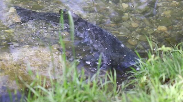 Mating season bream fish drifts underwater serene spring lake Regensburg vegetation