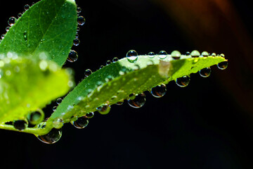 Fototapeta premium Macro shot of water droplets on a vibrant green leaf.