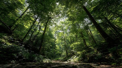 Obraz premium Sun-drenched Green Forest Archway / 日差しが降り注ぐ緑の森のアーチ