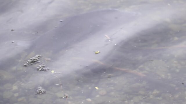 Mating season bream fish drifts underwater serene spring lake Regensburg vegetation