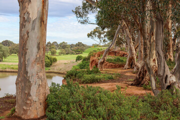 eucalyptus trees on the banks of the werribee river © Veronica