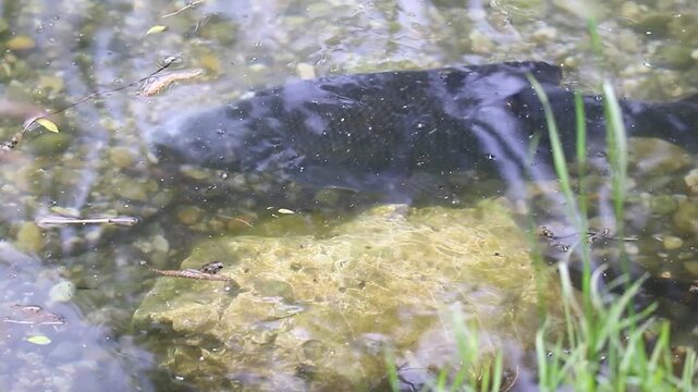 Mating season bream fish drifts underwater serene spring lake Regensburg vegetation