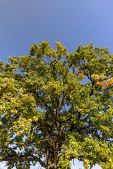 green oak foliage in sunny autumn weather, beautiful oak with colorful foliage and blue sky in autumn