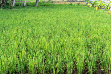Fototapeta premium Lush green young rice plants cover a vast agricultural field, creating a vibrant natural landscape representing farming, growth, and sustainability in rural Asia