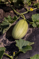 a small melon fruit grown in a cold climate in the open ground without a greenhouse, growing thermophilic plants in a cold climate in Europe, the fruit is small and grows in the field