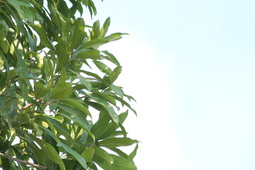 Obraz premium Fresh green leaves of a tropical tree against a bright white sky background. Minimalist composition with ample copy space for text, ideal for natural branding.