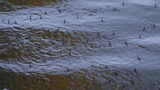 Water Striders Skimming Over Blue Lake Surface Near Regensburg Germany