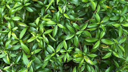 Fresh Green Leaves Natural Background