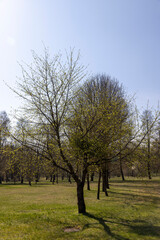 sunny weather in the spring season, trees without foliage during the spring warming