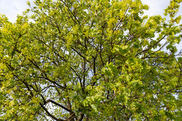Obraz premium the first green foliage on maple trees in the spring season during the flowering , a large number of green foliage and green flowers on the branches of the tree in warm spring weather