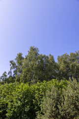 Obraz premium landscape with green foliage of different types of deciduous trees against a sky in sunny weather, green foliage of an oak tree growing in a field in the summer season