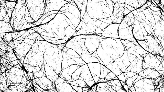 Black and white abstract tangled vine or root texture, organic, chaotic, organic lines, grunge, artistic background for design