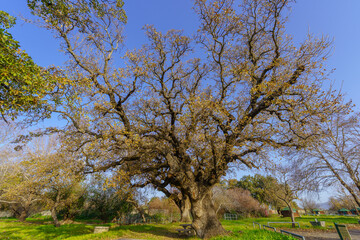 Obraz premium Oak grove, with colorful wildflowers Upper Galilee