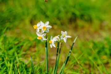 Daffodil wildflowers (Narcissus), in the Golan Heights © RnDmS