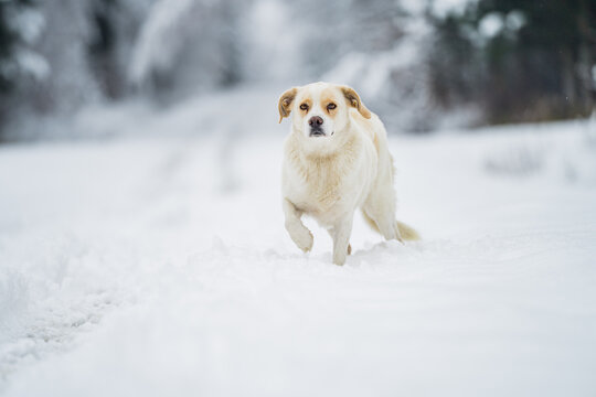 Domestic dog standing in deep snow on a forest path during winter, surrounded by trees and a cold seasonal background.
