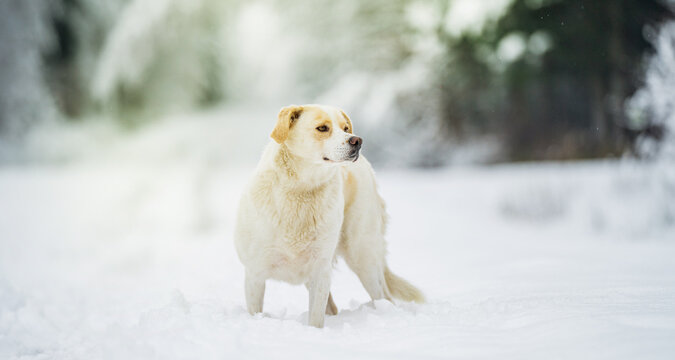 Domestic dog standing in deep snow on a forest path during winter, surrounded by trees and a cold seasonal background.
