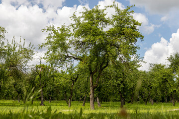 Obraz premium an old apple orchard with abandoned trees , planted in rows of trees in the orchard in the summer