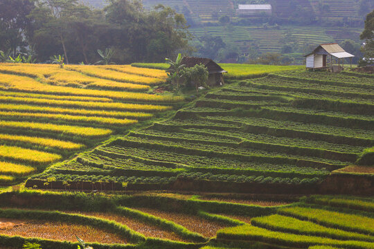 The beautiful rice terraces scenery in Indonesia