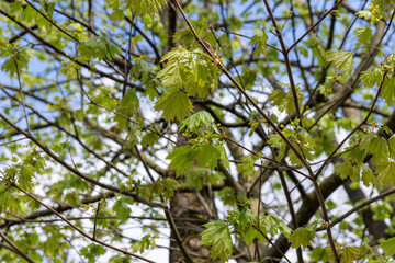the green foliage on a maple tree after winter in the spring season in sunny weather, a large amount of green foliage on maple trees against the blue sky in sunny weather