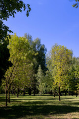 Green foliage on deciduous trees against a clear sky in sunny spring weather, beautiful trees against a blue sky