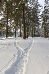 Fototapeta premium a path trampled in the park while people are walking in a winter park by the river, a narrow path trampled during nature walks near the city
