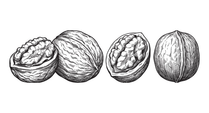 whole and cracked walnuts with exposed kernels in a detailed vintage woodcut engraving style.