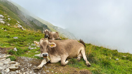 Resting Swiss Cows in the Alps