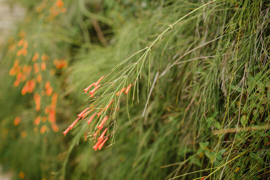 Firecracker plant blooming against green backdrop in Costa Rica