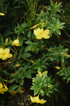 Golden trumpet flowers blooming among green leaves in Costa Rica
