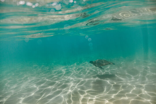 turtle swimming under water in the shallow sands