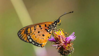 Fototapeta premium close up Rare Butterfly