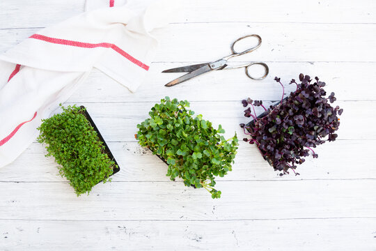 Different types of fresh cress on white wooden background