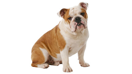 isolated english bulldog sitting calmly on a transparent background, featuring a wrinkled face and ponderous expression, ready for creative design.