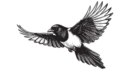 Fototapeta premium Magpie bird in flight with spread wings and long tail in a detailed vintage wildlife engraving style.
