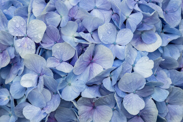 Obraz premium Closeup of pastel lavender petals of Hydrangea flower cluster (Hydrangea macrophylla) on the Big Island of Hawaii. 