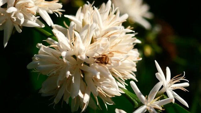 Eastern or Asiatic or Asian honey bee fliing to seeking nectar on Robusta coffee blossom on tree plant with green leaf with black color in background. Petals and white stamens of blooming flowers